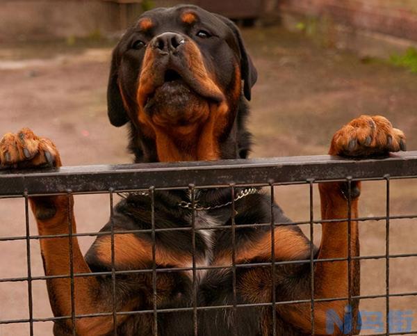 斗牛犬凶吗，什么颜色斗牛犬最贵，多少钱一只