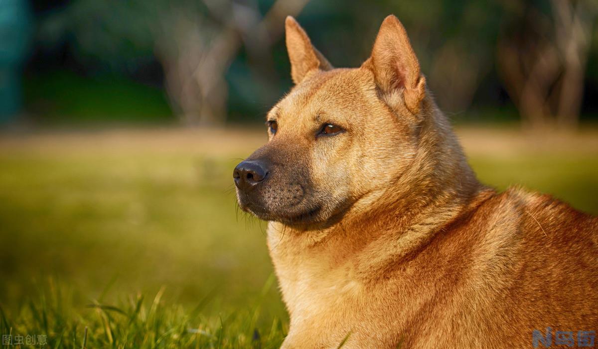 千万不要养土狗 中华田园犬适合家养吗,好不好养？