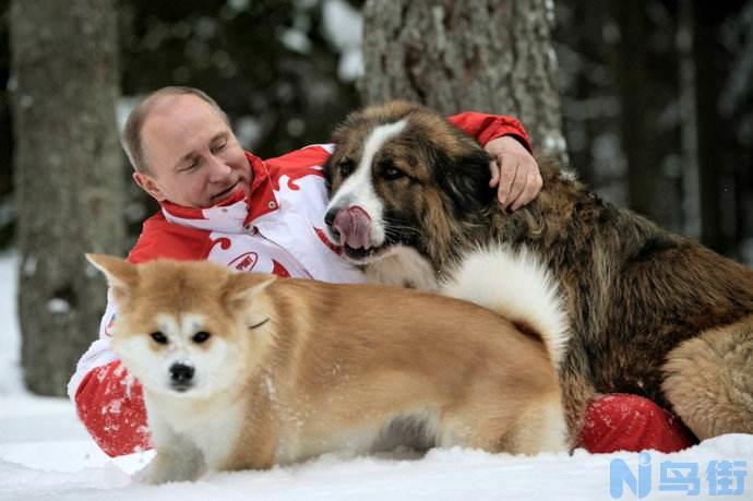 秋田犬为什么是狗界噩梦 正宗日本秋田犬为什么没认养？