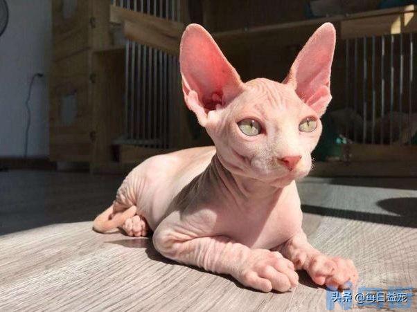 斯芬克斯猫多少钱一只 纯种斯芬克斯猫的市场价格？