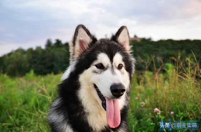 阿拉斯加犬要多少钱一只 一只幼犬价钱？