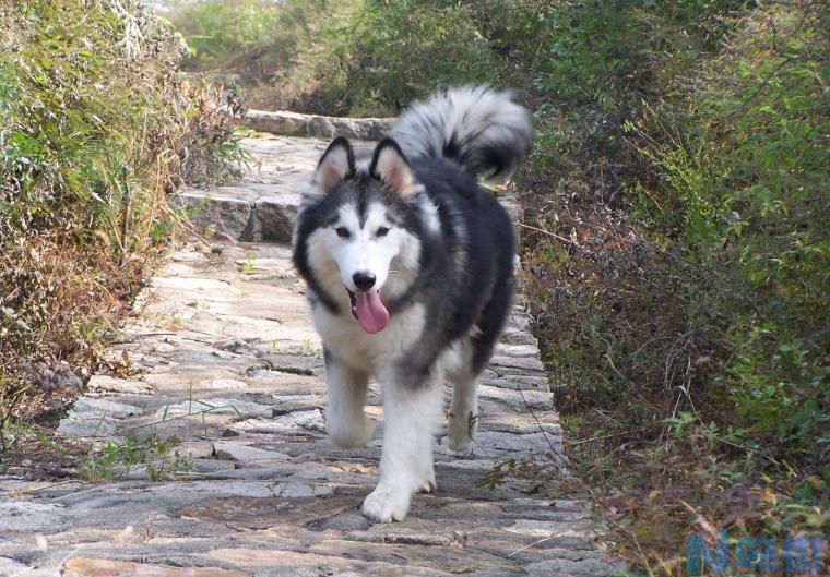 适合女生养的巨型犬 合适城市女孩家养的伴侣犬？