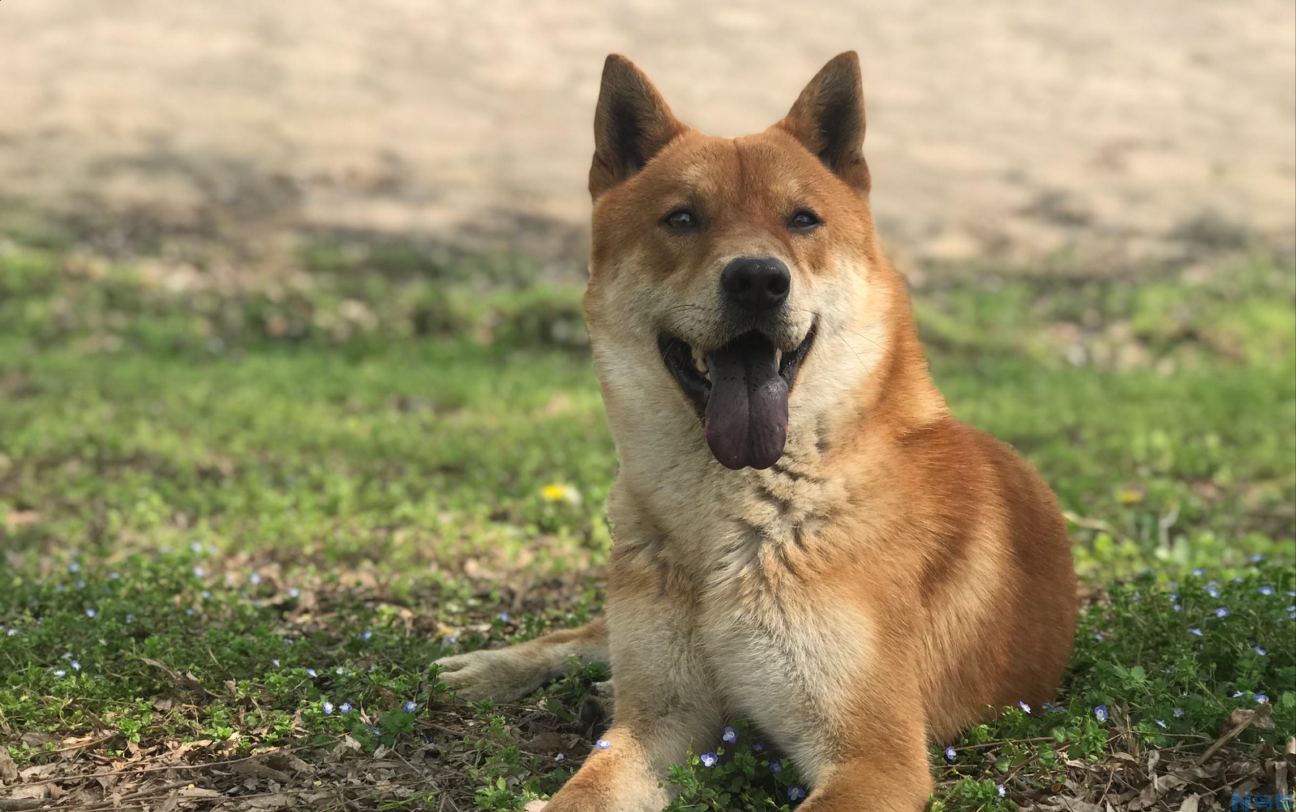 中华田园犬智商排名 最漂亮的中华田园犬智商排第几名？