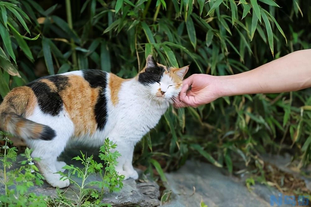 为什么三花猫不能养 家里不适合养三花猫的6个原因？