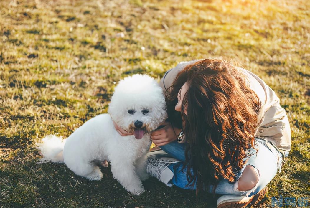 比熊犬怎么养最好漂亮 新手养比熊犬详细攻略？