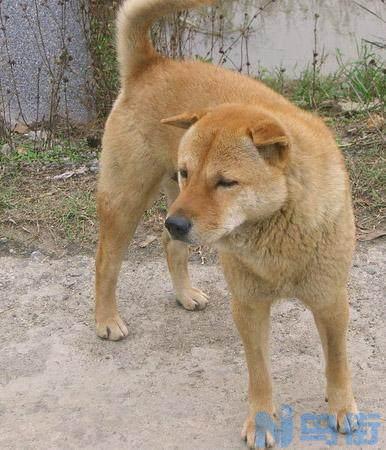 中华田园犬为什么禁养 为什么中华田园犬是禁养犬？