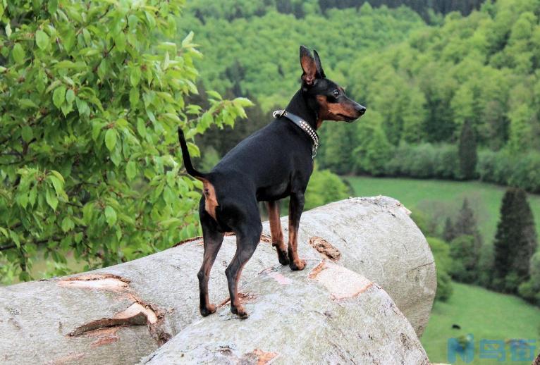 最厉害的小型护卫犬 小型护卫犬哪种最佳？