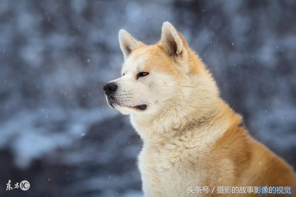 中华田园犬多少钱一只 正宗的中华田园犬价格？