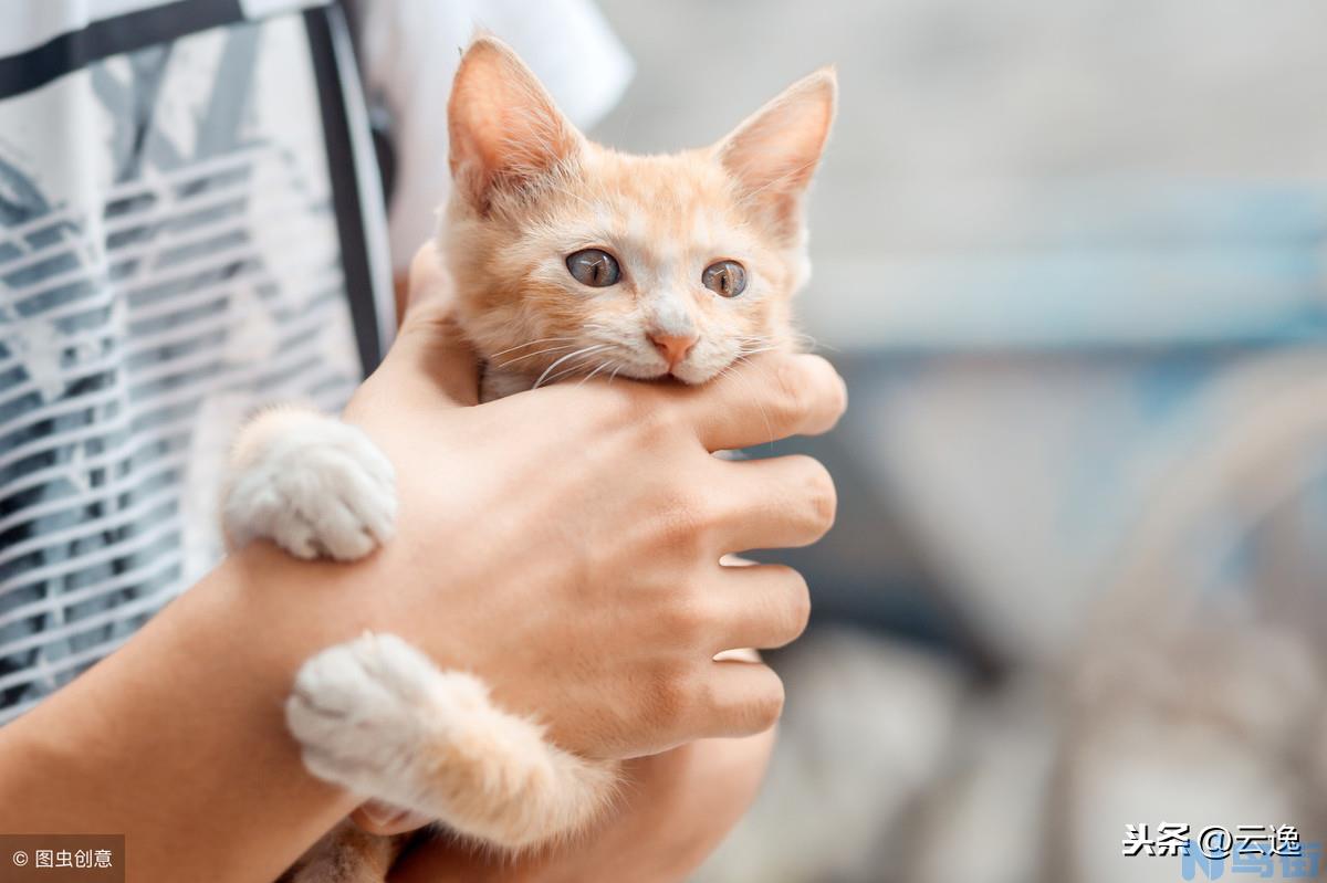 被猫爪子勾了一下出了一点血 被猫爪尖扎了一点点血？