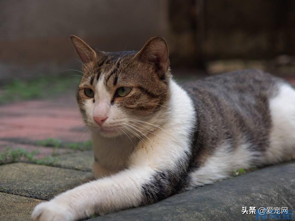 猫身上有跳蚤怎么办 猫有跳蚤的表现？