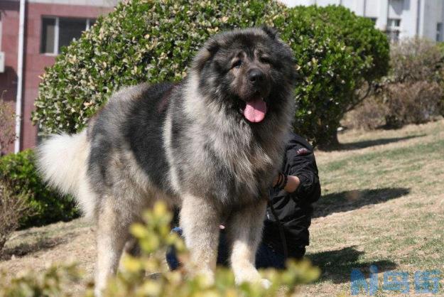 护卫犬排行榜前十名 家庭最好最厉害的护卫犬排名？