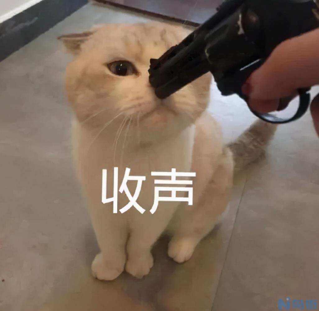 猫咪有口臭怎么办 猫咪口臭严重最有效的处理方法？