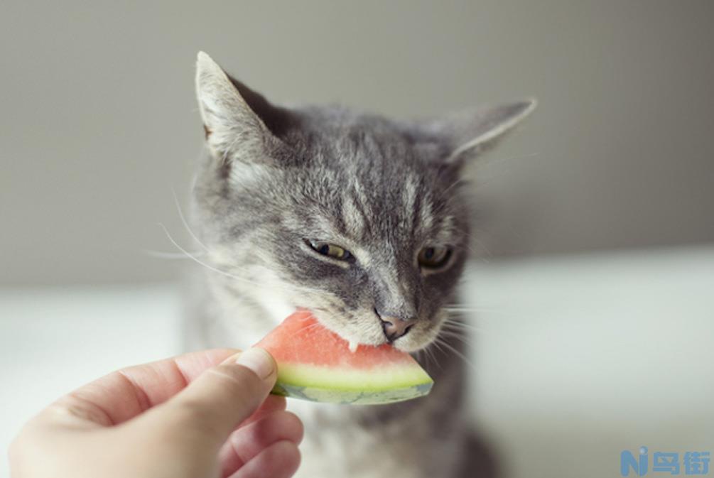 猫咪可以吃西瓜吗 三个月的猫咪吃西瓜有什么好处？