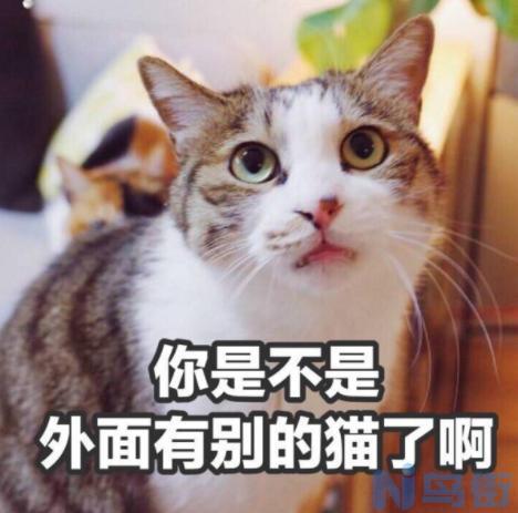 老人说猫不能捡为什么 流浪猫不能捡回家的说法？