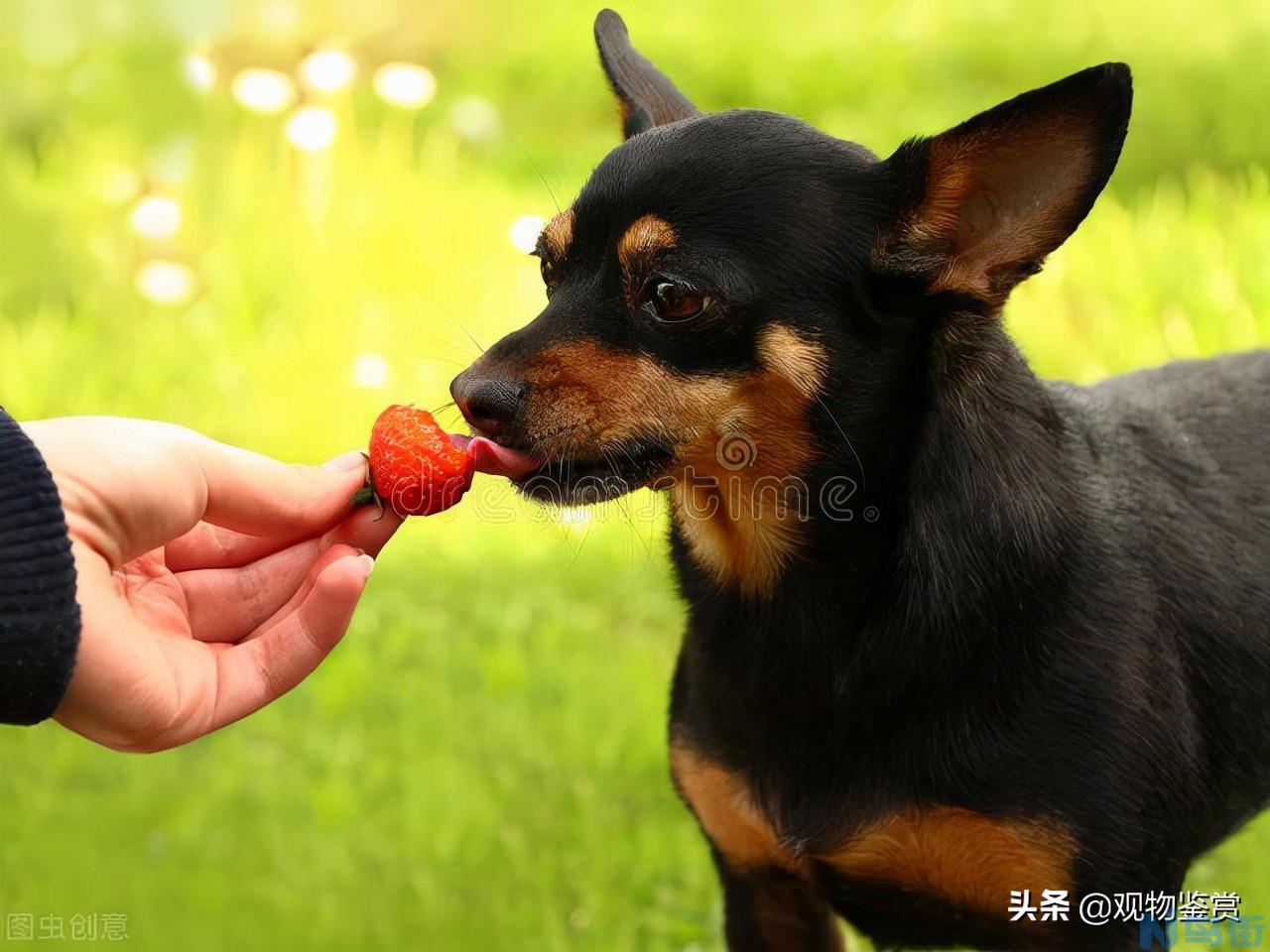 狗可以吃草莓吗 宠物狗吃草莓的七忌？