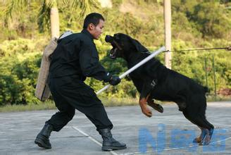 世界三大顶级护卫犬 来认识下顶级的护卫犬张什么样子？