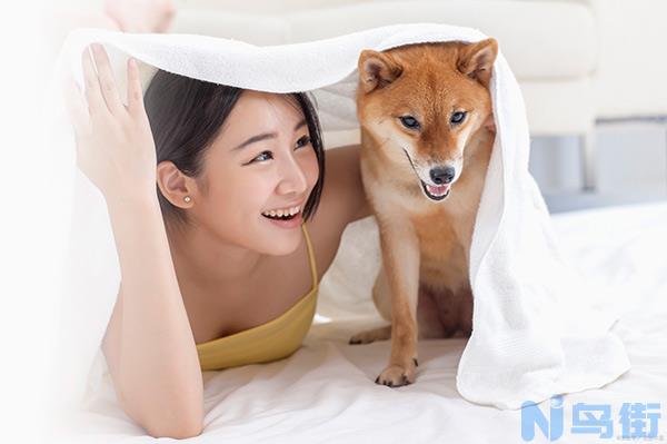 柴犬多大算成年 爆脸定型换毛训练？