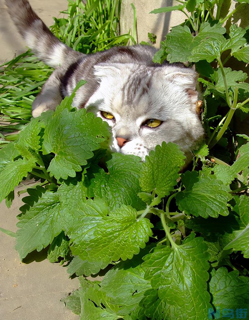 猫薄荷粉末怎么使用 粉末状的猫薄荷怎么给猫用？