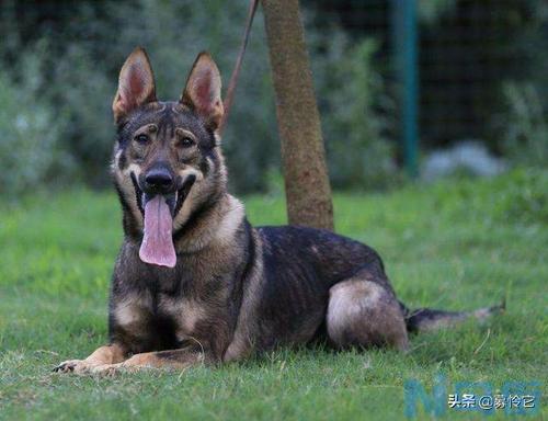 中华田园犬品种大全 中华田园犬有哪些品种？