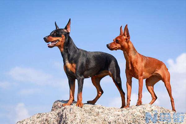 杜宾犬是烈性犬吗 杜宾是什么类型的犬？