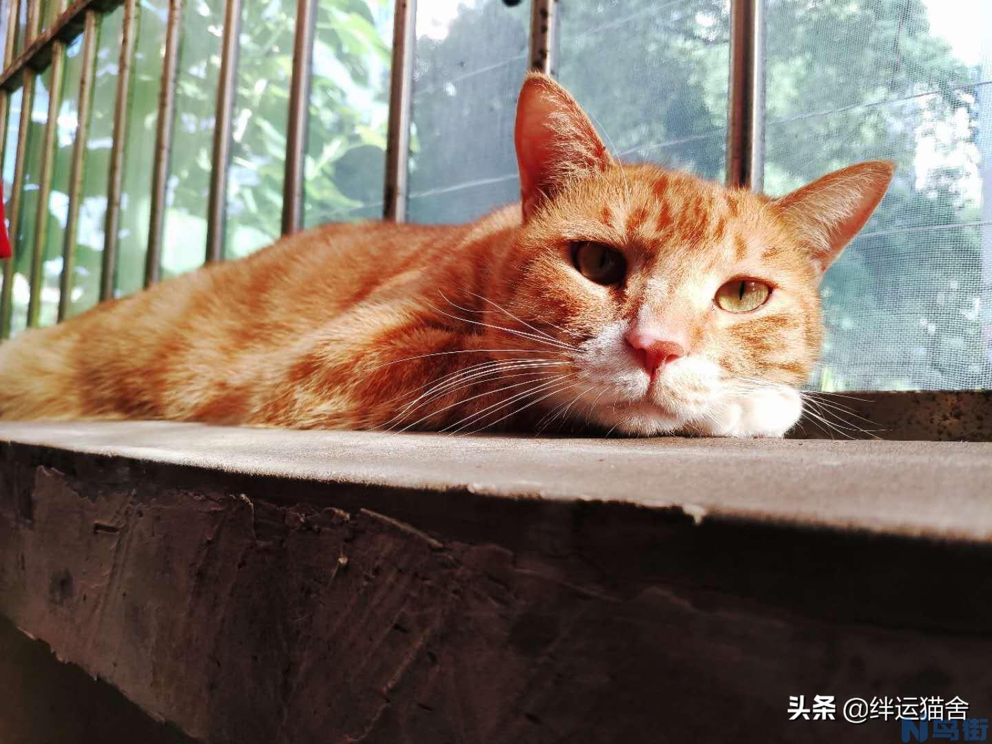 为什么很多猫舍不卖暹罗 为什么千万别养暹罗猫？