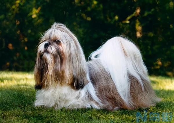 西施犬的缺点 西施狗狗好养吗？