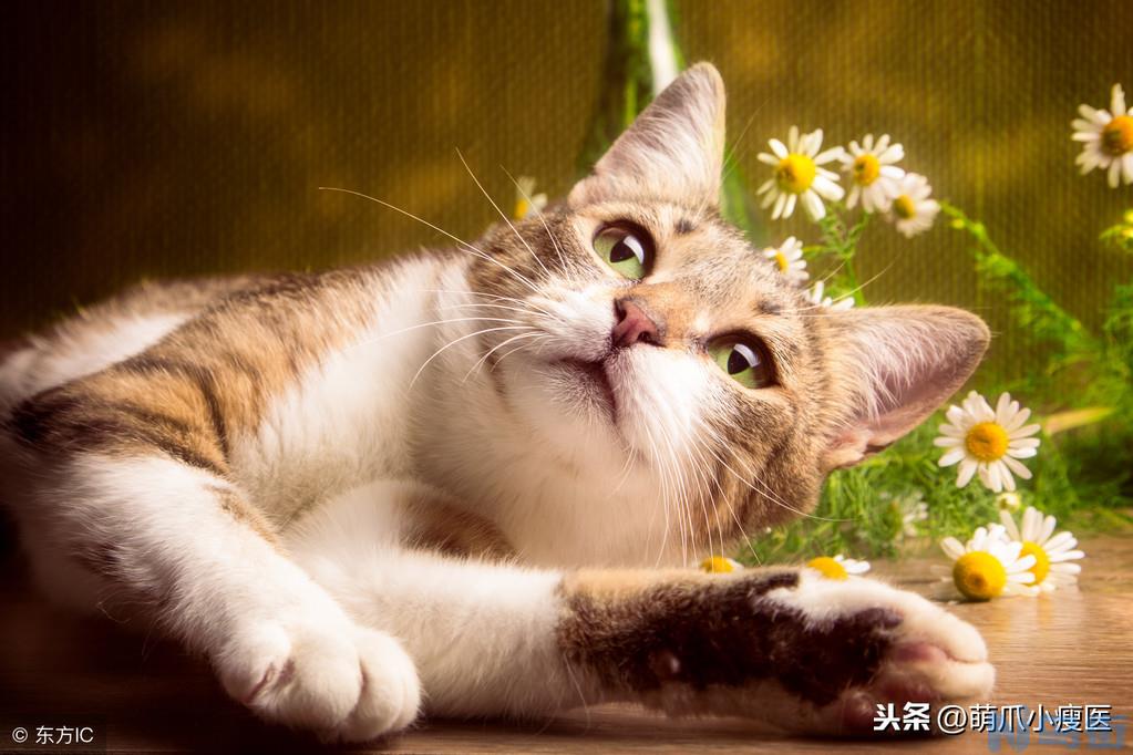 猫打喷嚏怎么办 什么方法能有效缓解猫咪连续打喷嚏？