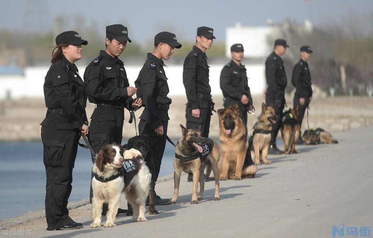 警犬一般是什么品种 中国警犬一般是什么品种的狗？