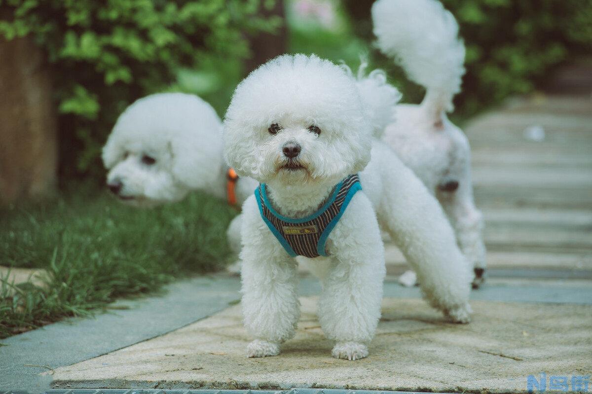 比熊和人在一个房间睡的危害 养比熊犬的缺点？