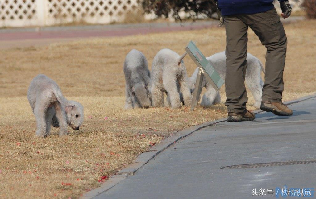 贝灵顿梗多少钱一只 灰色贝灵顿梗的市场价格？