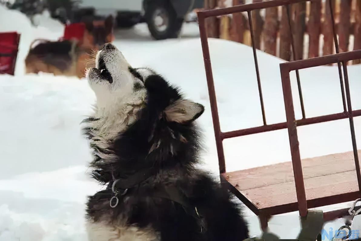 阿拉斯加狼嚎代表什么 阿拉斯加犬夜晚嚎叫的原因？