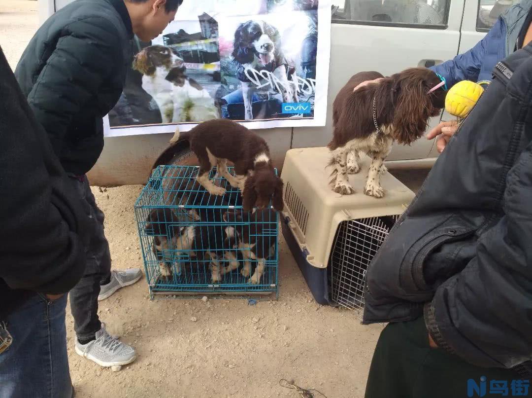 史宾格犬多少钱一只 纯种史宾格犬幼犬一只价格？