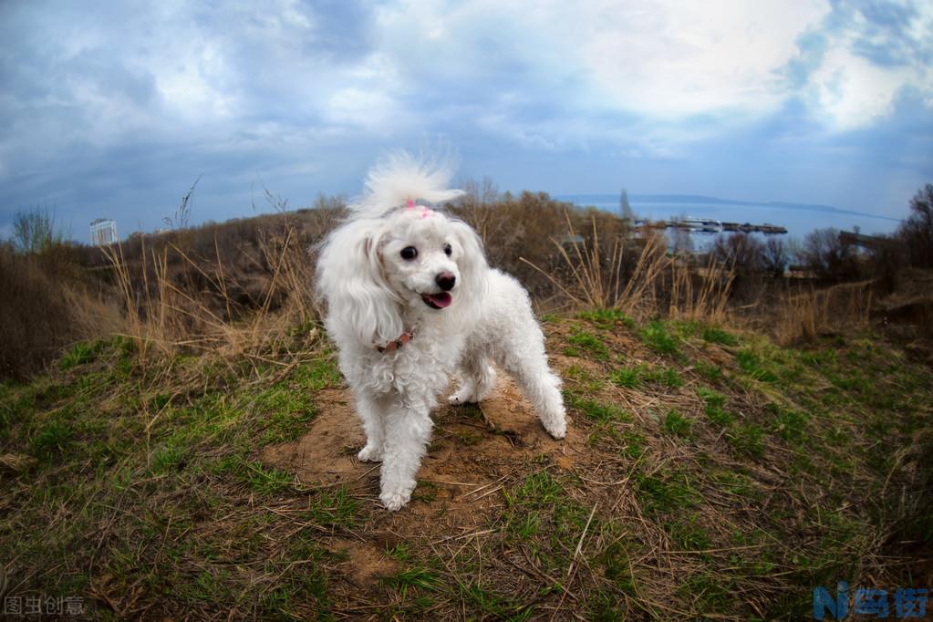 巨贵犬哪个颜色最贵 巨型贵宾犬的品相哪个颜色最值钱？