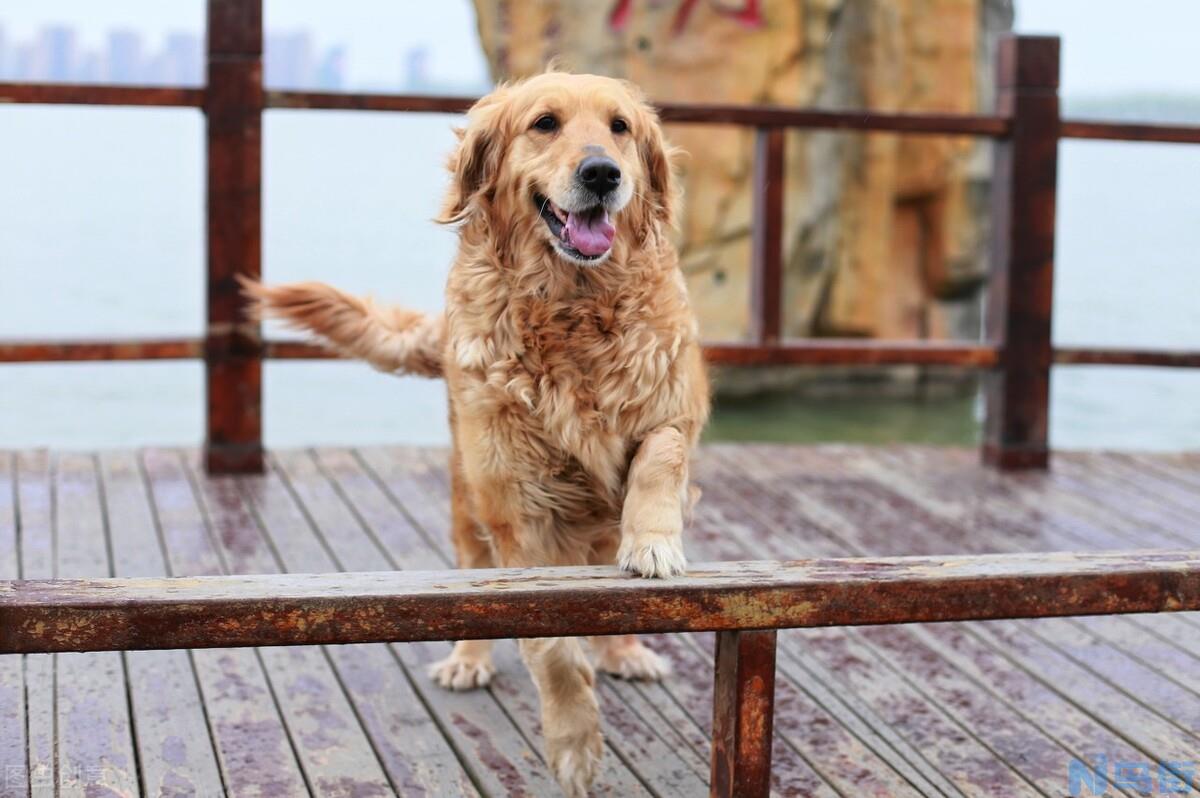 金毛犬吃什么食物最好 金毛幼犬怎么喂最省钱？