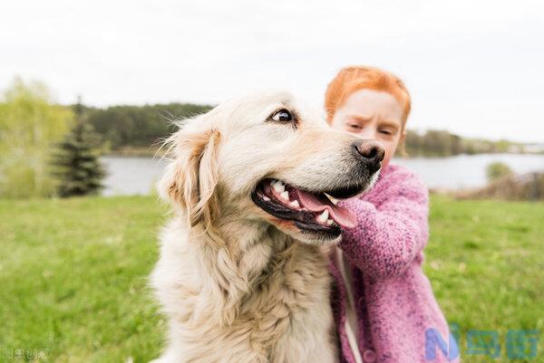 金毛犬一生认几个主人 金毛多大开始养认主人？