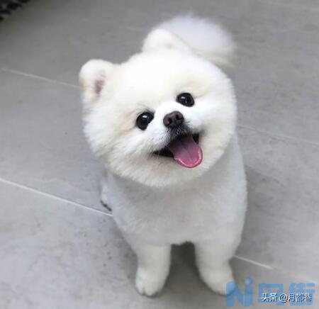 博美俊介犬市场价多少钱一只 博美宠物狗价格？