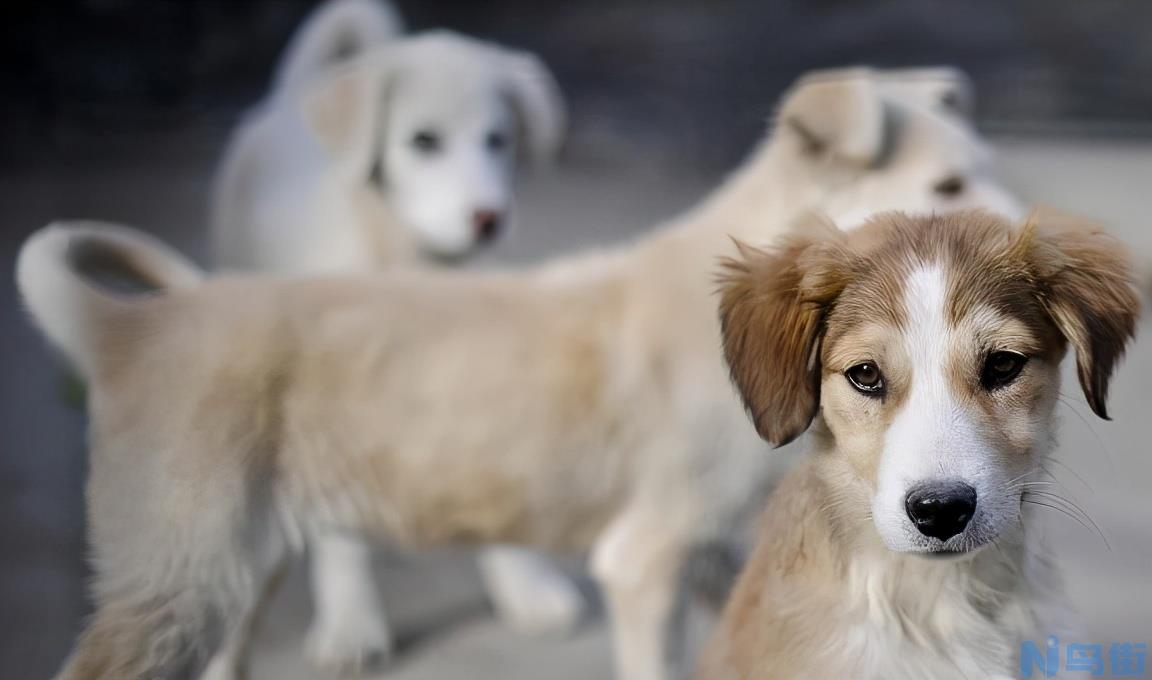 狗打狂犬多久一次 小狗接种狂犬多久有效？