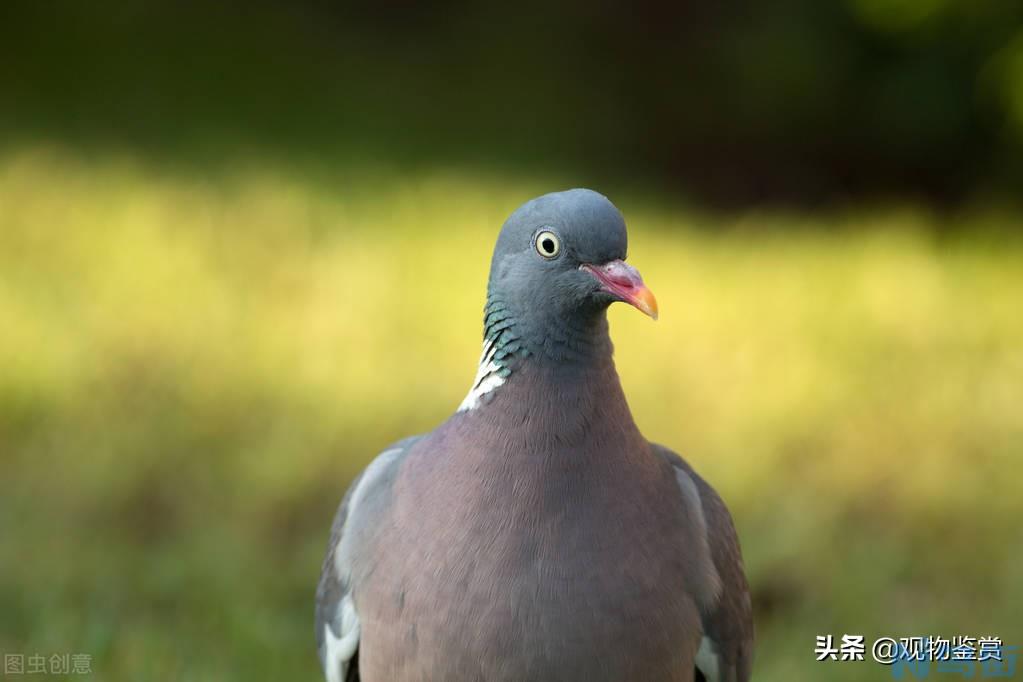 鸽子吃大米吗 鸽子吃什么粮食最好？