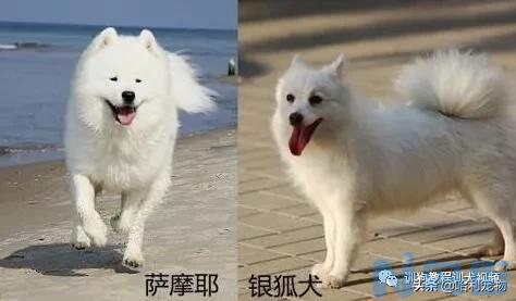 银狐犬和萨摩耶的区别 银狐犬和萨摩耶怎么区分？