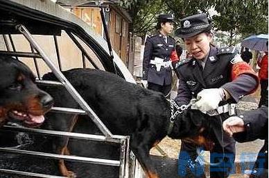 捷克狼犬在中国禁养吗 血统最纯正的捷克狼犬在农村禁养吗？