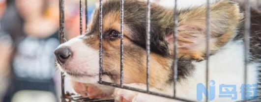 柯基犬价格大概多少钱一只 纯种柯基犬市场上多少钱一只？