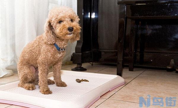 鹿犬怎么训练大小便 怎么训练小鹿犬听话？