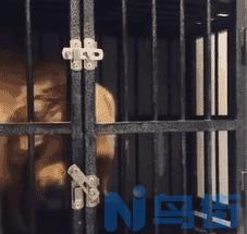 金毛是大型犬吗 金毛犬是哪国的犬种？