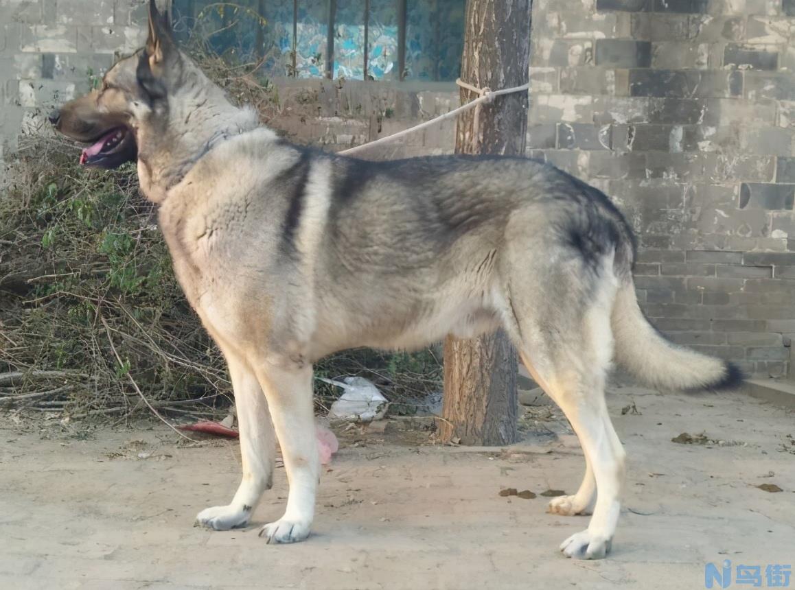 养狼青的十大坏处 狼青犬当宠物犬家养有什么缺点？