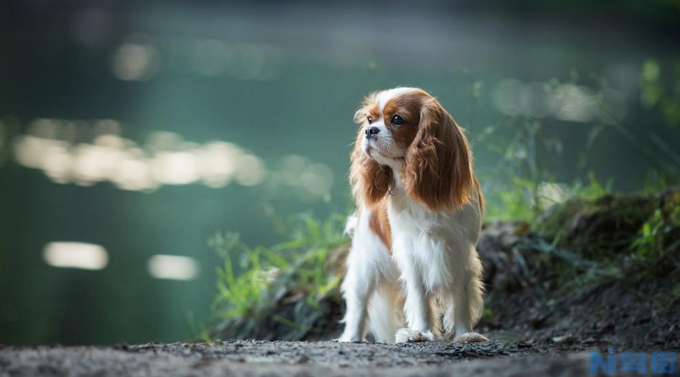 不建议养查理王小猎犬 小猎犬的优点和缺点？