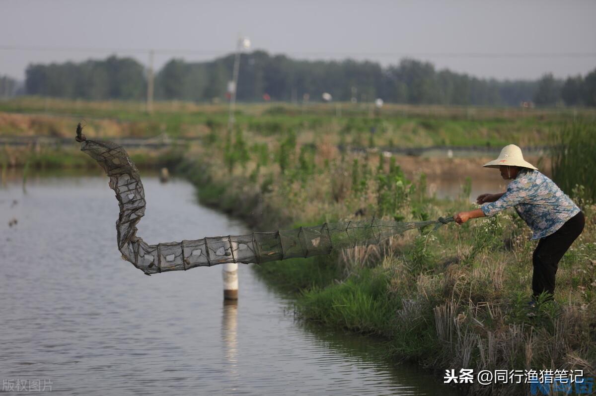 地笼捕鱼用什么饵料最好？ 河里地笼最容易爆笼的饵料？