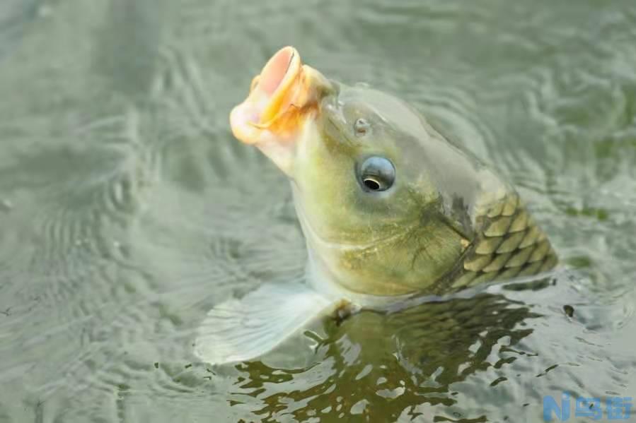 排名第一的鲤鱼饵料 公认野钓鲤鱼最顶级的绝杀配方？