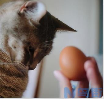 猫咪可以吃鸡蛋吗 宠物猫可以吃白水鸡蛋的蛋白还是蛋黄？