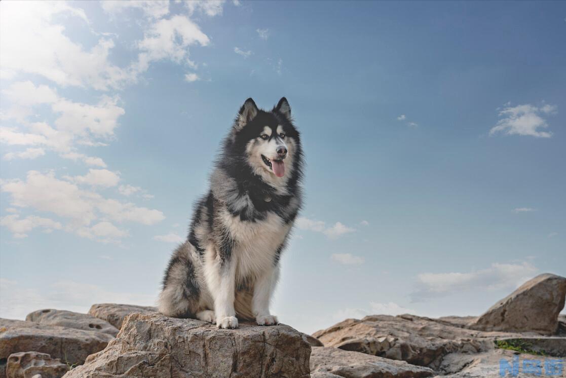 阿拉斯加犬好养吗 阿拉斯加犬多少钱一只幼崽？