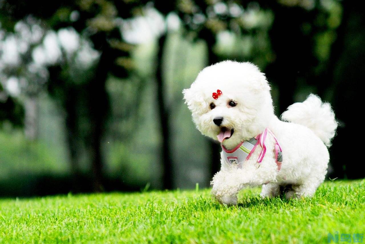 比熊犬怎么训练才能听话 怎么驯服比熊犬才能安静粘人？